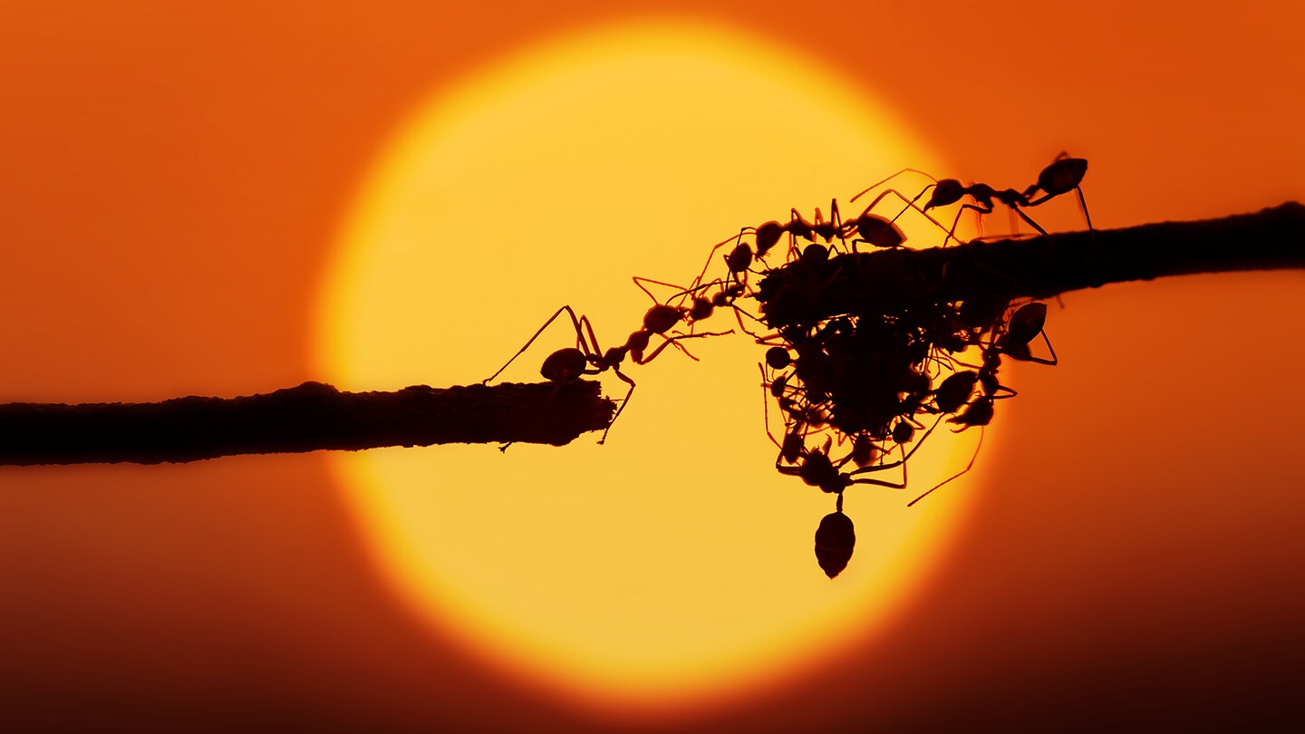 Ants! Vita segreta delle formiche - RaiPlay