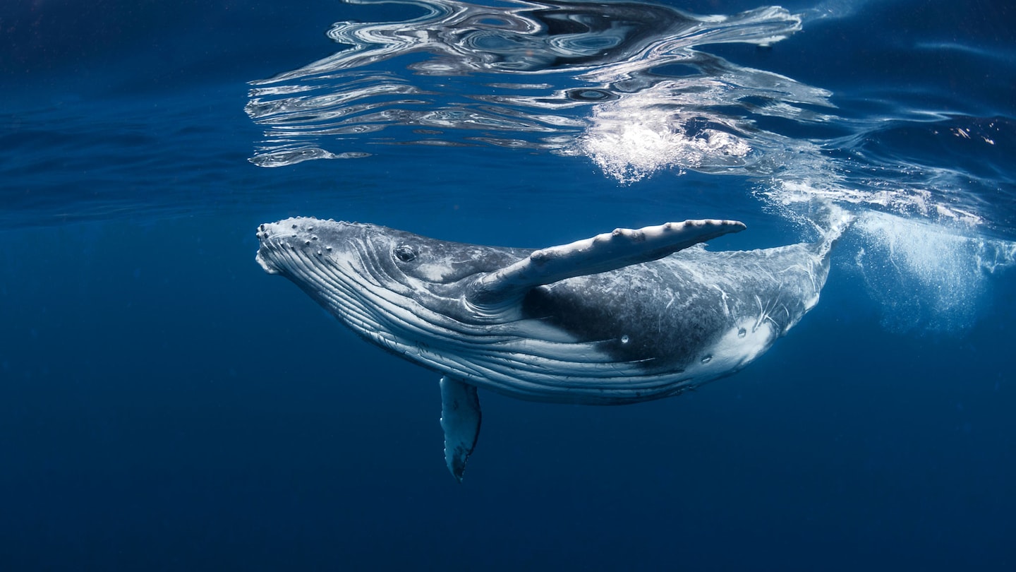 Il grande salvataggio delle balene - RaiPlay