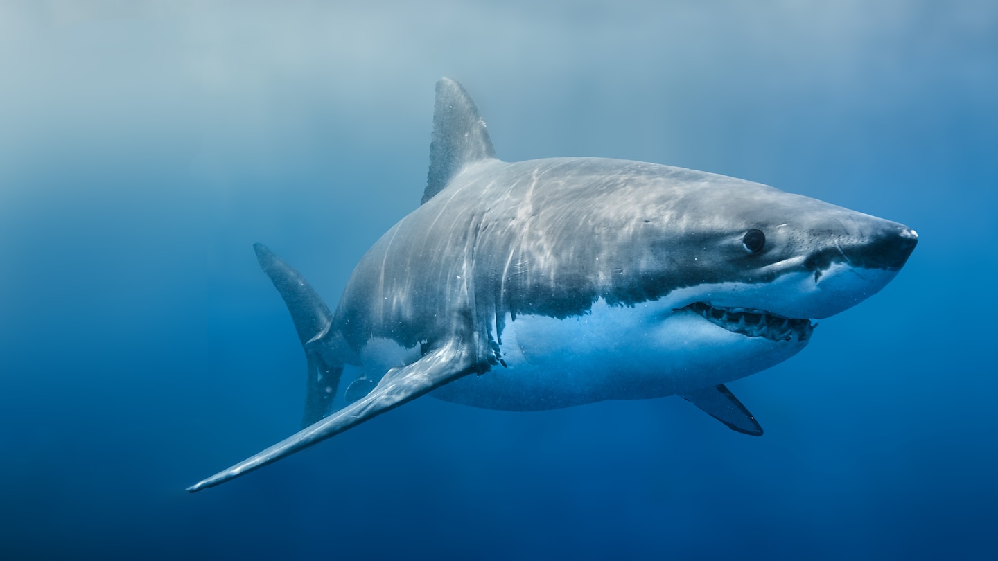 Cinquanta sfumature di squalo - RaiPlay