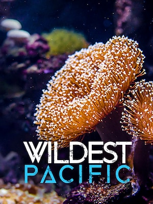 Wildest Pacific - RaiPlay