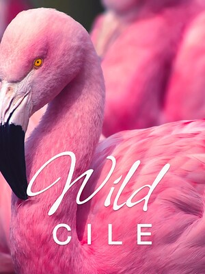 Wild Cile - RaiPlay