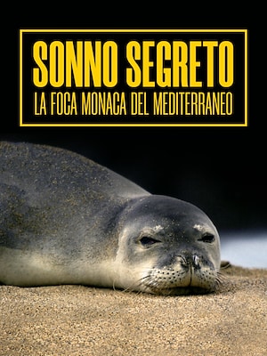 Sonno segreto, la foca monaca del Mediterraneo - RaiPlay