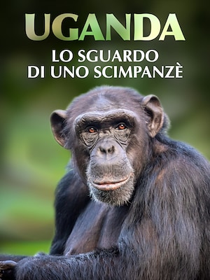 Uganda, lo sguardo di uno scimpanzé - RaiPlay