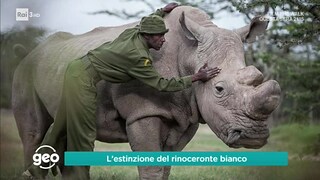 L estinzione del rinoceronte bianco - RaiPlay