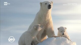 Il tramonto dell'orso polare - RaiPlay
