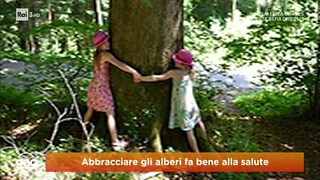 Abbracciare gli alberi fa bene alla salute - RaiPlay