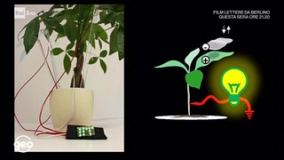 Le piante che accendono la luce - RaiPlay
