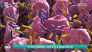 Il microbiota: cos'è e a cosa serve - RaiPlay