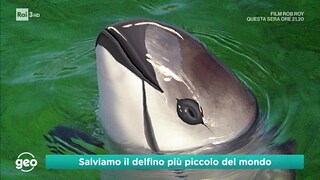 Salviamo il delfino più piccolo del mondo - RaiPlay