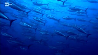 Sapiens, un solo pianeta - Pesca nel Mediterraneo - RaiPlay