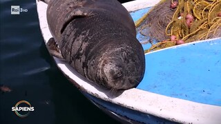 La scomparsa della foca monaca - RaiPlay