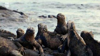 Belli di natura - E3 - Moccio di iguana e sabbia tropicale - RaiPlay