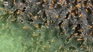 Belli di natura - E8 - Siero tossico e puzze di termiti - RaiPlay