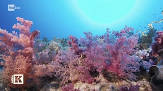 Kilimangiaro Estate. I gioielli corallini del Mar Rosso - RaiPlay