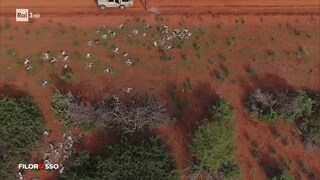 Filorosso. Il reportage dall'Africa colpita da una grave siccità - RaiPlay