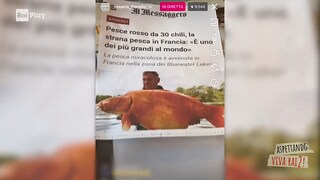 Aspettando Viva Rai2! - Le news dalla natura: pesce rosso da 30 chili - RaiPlay
