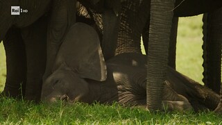 I primi passi di un elefante - Noos - L'avventura della conoscenza 06/07/2023 - RaiPlay