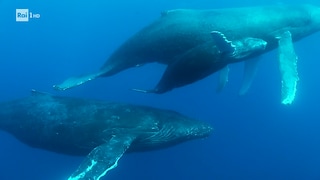 La hit parade delle balene - Noos - L'avventura della conoscenza 13/07/2023 - RaiPlay
