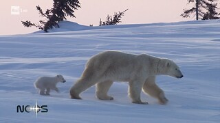 Orsi polari: i pericoli durante la migrazione - Noos - L'avventura della conoscenza 20/07/2023 - RaiPlay