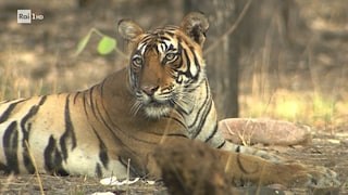 I primi mesi di vita delle Tigri del Bengala - Noos - L'avventura della conoscenza 27/07/2023 - RaiPlay
