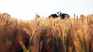 L'agricoltura molecolare e vegetale - Noos - L'avventura della conoscenza 03/08/2023 - RaiPlay