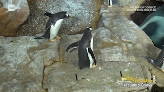 Caro Marziano. I pinguini dell’Acquario di Genova - RaiPlay